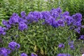 blue-paradise_phlox-paniculata_76214_2.jpg