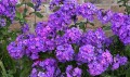 blue-paradise_phlox-paniculata_76214_3.jpg