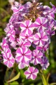 natascha_phlox-maculata_76384_1.jpg