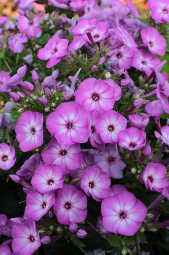 flame-purple-eye_phlox-paniculata_76315_1.jpg