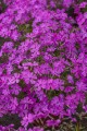 spring-purple_phlox-subulata_76340_3.jpg