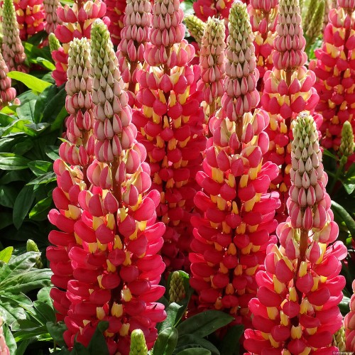 tequila-flame_lupinus-hybrida_71894_1.jpg