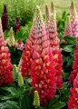 tequila-flame_lupinus-hybrida_71894_2.jpg