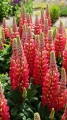 tequila-flame_lupinus-hybrida_71894_4.jpg