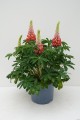 tequila-flame_lupinus-hybrida_71894_5.jpg