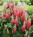 tequila-flame_lupinus-hybrida_71894_3.jpg