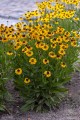 carmen_helenium-hybrida_79817_2.jpg