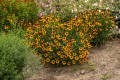 carmen_helenium-hybrida_79817_4.jpg