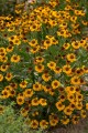 carmen_helenium-hybrida_79817_5.jpg