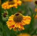 carmen_helenium-hybrida_79817_3.jpg