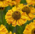 carmen_helenium-hybrida_79817_1.jpg