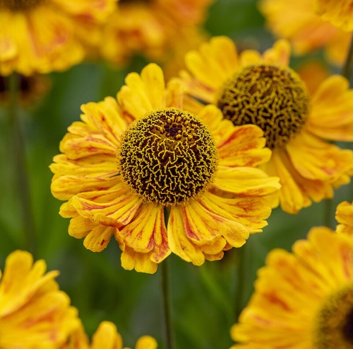 carmen_helenium-hybrida_79817_1.jpg