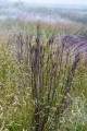 Bouteloua BLONDE AMBITION i Andropogon gerardii BLACKHAWKS.jpg