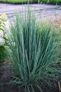 Palczatka miotlasta 'Blue Paradise' C2