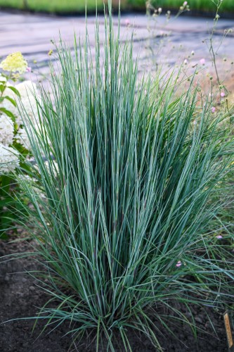 Schizachyrium scoparium BLUE PARADISE.jpg