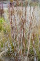 Schizachyrium scoparium  HA HA TONKA.jpg