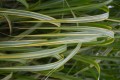 Miscanthus giganteus GILDED TOWER (1).JPG