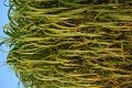 Miscanthus giganteus GILDED TOWER (2).JPG