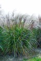 Miscanthus sinensis LAZUR.jpg