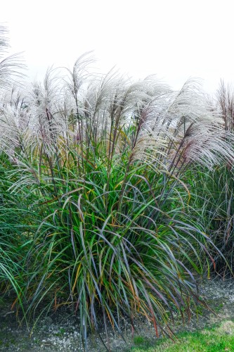 Miscanthus sinensis LAZUR.jpg