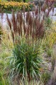 Miscanthus sinensis PICCOLO RUBINO PBR  (2).jpg