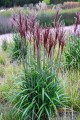 Miscanthus sinensis PICCOLO RUBINO PBR  (3).jpg