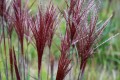 Miscanthus sinensis PICCOLO RUBINO PBR  (4).jpg