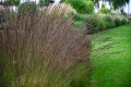 Molinia arundinacea BLACK ARROWS (2).jpg