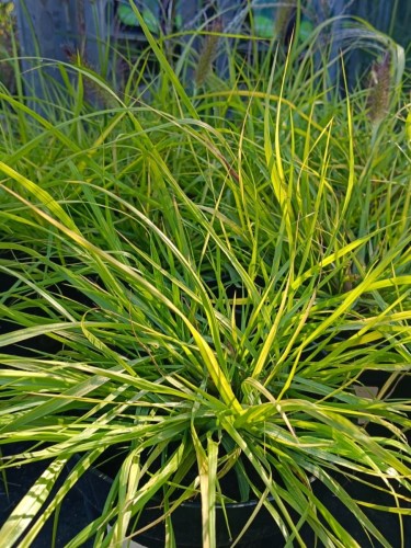 Pennisetum alopecuroides MIRTA (2).jpg