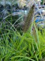 Pennisetum alopecuroides MIRTA.jpg