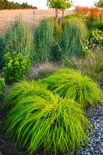 Pennisetum alopecuroides SOL.jpg