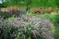 Pennisetum orientale ROBUSTUS (2).jpg