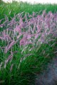 Pennisetum orientale ROBUSTUS.jpg
