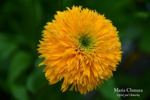 Jeżówka Delightful™ 'Sol' K2