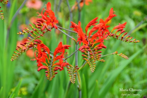 Krokosmia Lucifer2.jpg