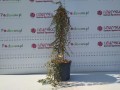 IMG_20251031_124556.jpg