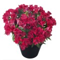 Alstroemeria-Inticancha® Valetta 402056.jpg