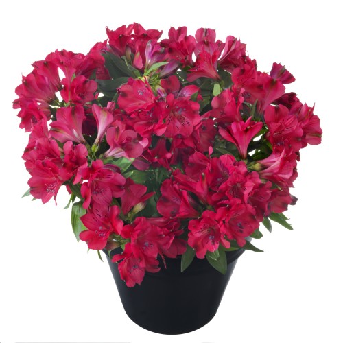 Alstroemeria-Inticancha® Valetta 402056.jpg