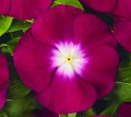 CAT-Atlantis-Burgundy Halo-415514-5319-2.jpg