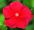 CAT-Atlantis-True Red-415550-5389-2.jpg