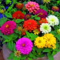 ZIN_ColumbusF1_Mix_489700.jpg