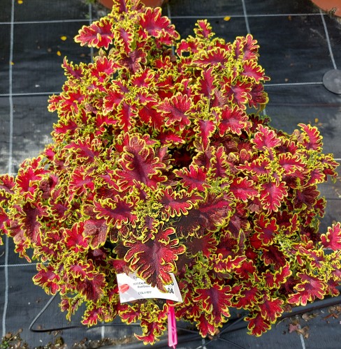 COL_Malibu®_Red-Green_84_418212_1017 (8).jpg