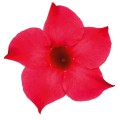 MAN_SundavilleClassic_Pink_456294.jpg