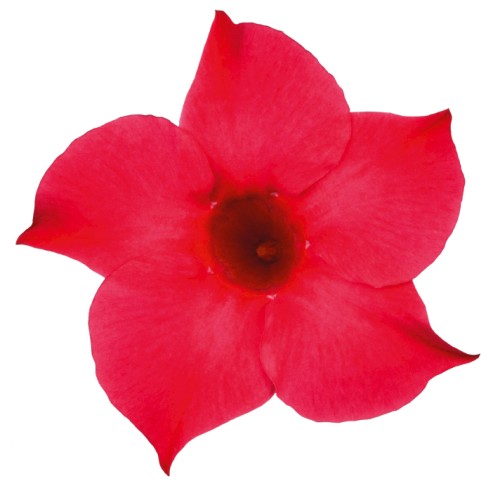 MAN_SundavilleClassic_Pink_456294.jpg