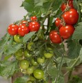 SOL_Magnifico_456108.jpg