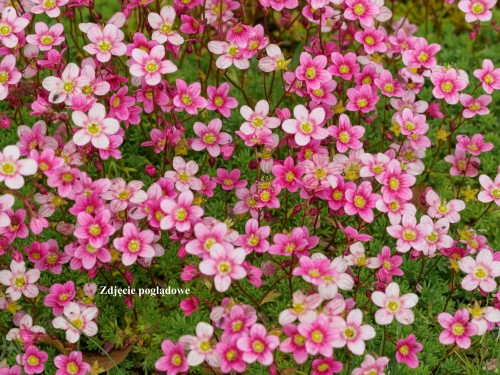 Skalnica Arendsa 'Floral Carpet'.jpg