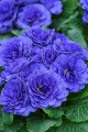prima-belarina-blue-champion_primula-vulgaris_79179_1.jpg