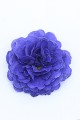 prima-belarina-blue-champion_primula-vulgaris_79179_2.jpg