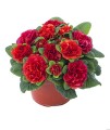 prima-belarina-carmen_primula-vulgaris_79178_3.jpg