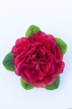 prima-belarina-carmen_primula-vulgaris_79178_4.jpg